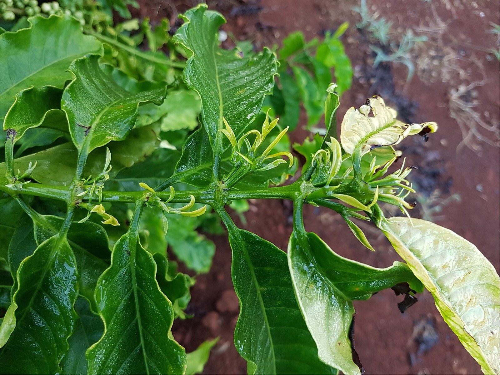 Farming 10: Nutrition & Fertilizer For Coffee Plants - Helena Coffee Vietnam