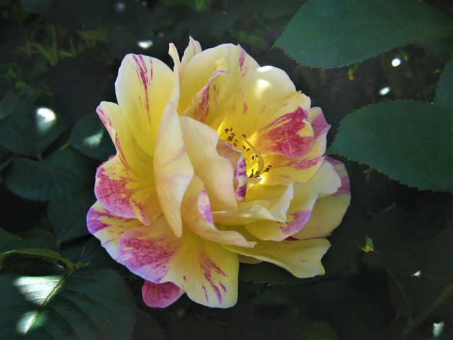 A Yellow and Red Candy Striped Rose - Preston