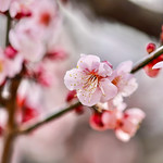 Pink Plum blossoms : 紅梅