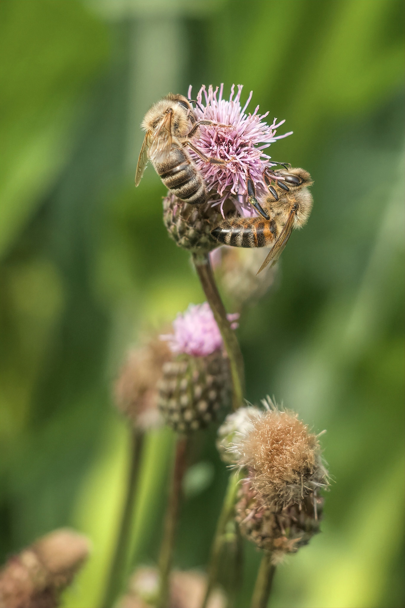 Bees – Pollmoos, Ebersberg district, Upper Bavaria, Germany