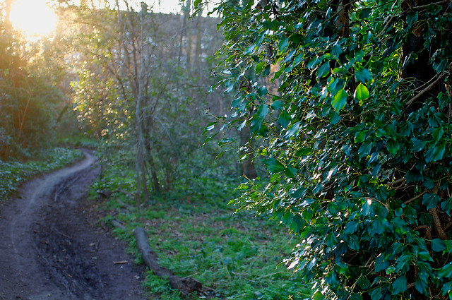 Winter sunshine, Dog Kennel Hill Wood