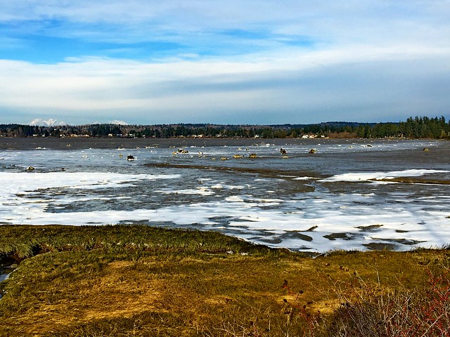 Ice on Tideflats, Drayton Harbor, Whatcom County, WA 2/23/22