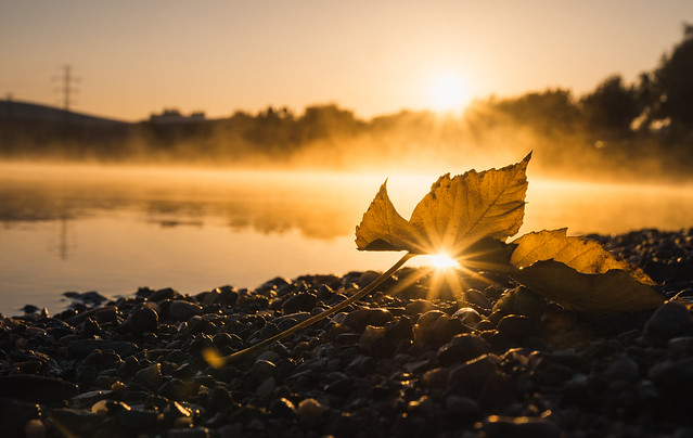 Double sunrise through a leaf