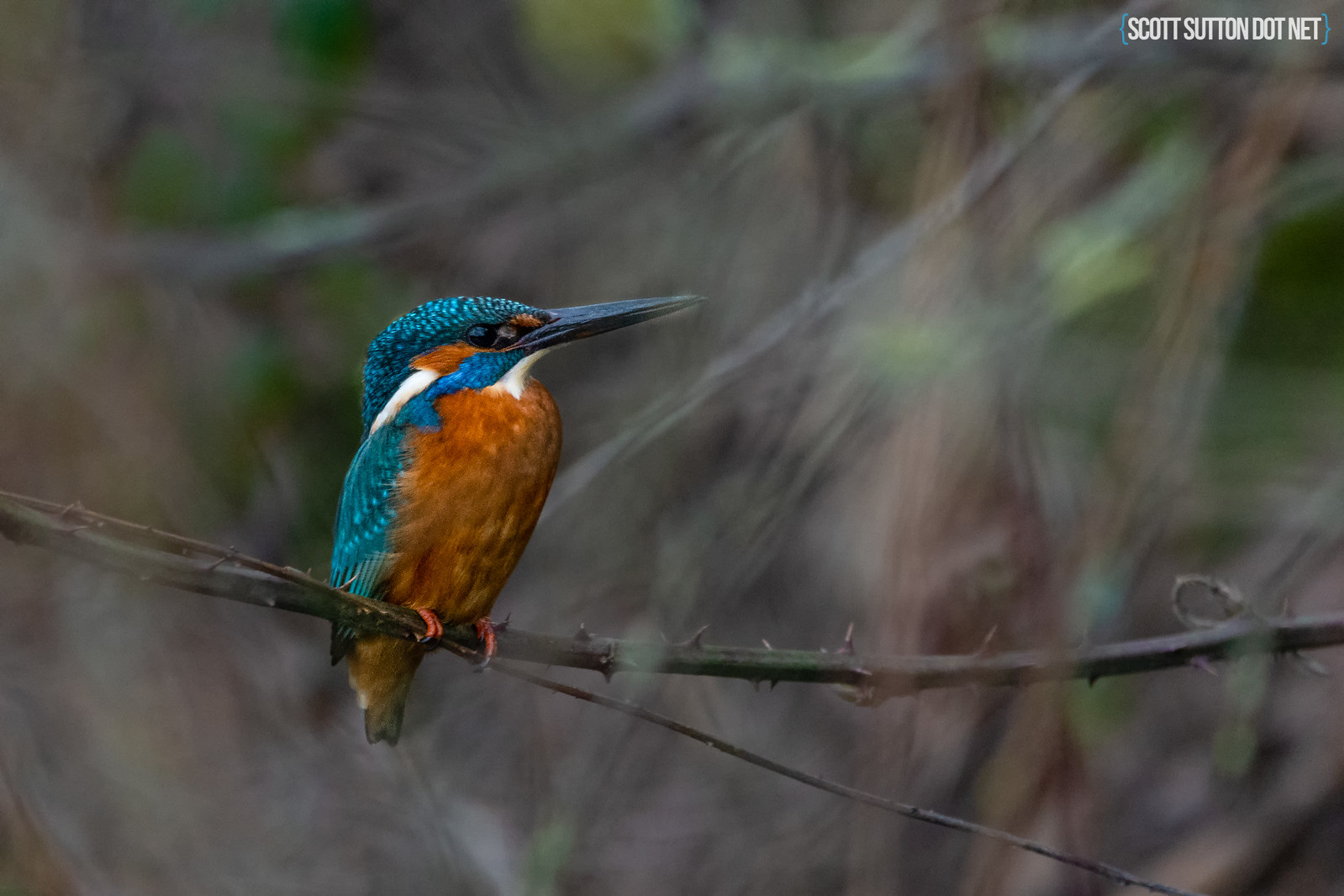 Kingfisher @ Hendre Lake, St Mellons