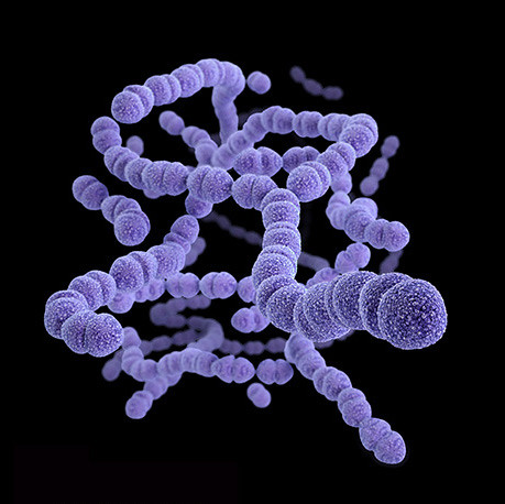 Streptococcus bacteria CDC