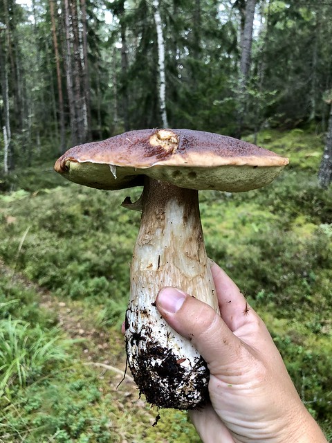 Picking mushrooms