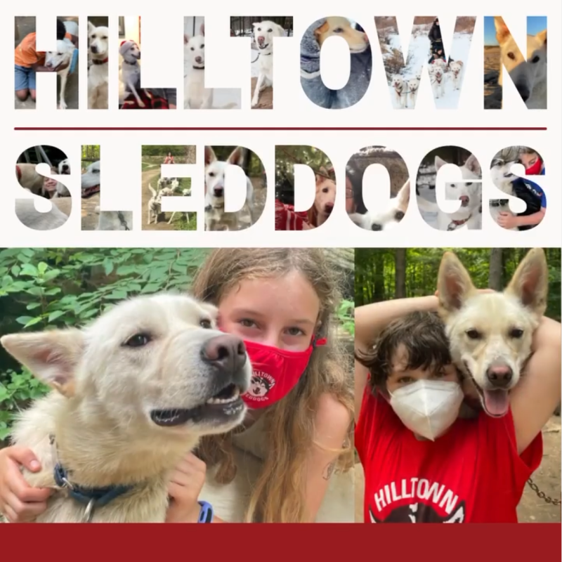 Photograph of sled dogs with text and graphic overlay for Hilltown Sleddogs summer camps.