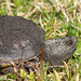 Flickr photo 'Common Snapping Turtle (Chelydra serpentina)' by: Mary Keim.