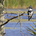 Flickr photo 'Belted Kingfisher (Megaceryle alcyon)' by: Mary Keim.