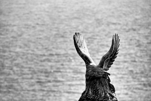 Bird of prey sculpture