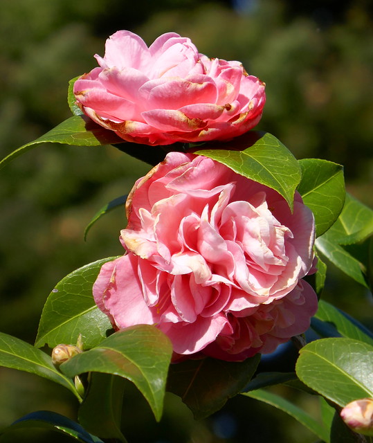 Au jardin, camélia du Japon (Camellia japonica), Bosdarros, Béarn, Pyrénées Atlantiques, Nouvelle-Aquitaine, France.