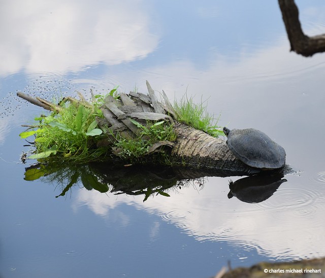 A Rare Turtle Sighting At Myakka River State Park
