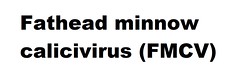 Fathead minnow calicivirus (FMCV) (Minovirus Minovirus A)