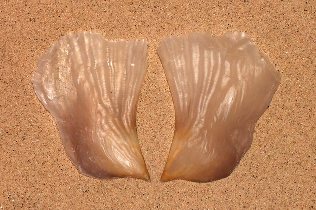 Baggy pen shell  (Streptopinna saccata)