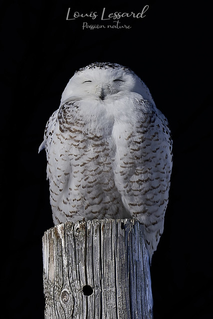 Harfang des neiges \ Snowy Owl