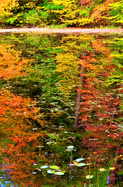 Fall Forest Mirror