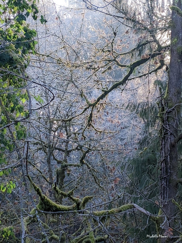 salmoncreek fog freezing vancouver washington usa trees landscape