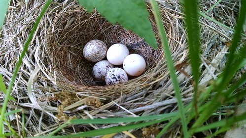 Nest of Eggs, Sheyenne National Grassland, North Dakota USDA FS Photo by Cory Enger