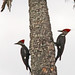 Flickr photo 'Pileated Woodpeckers (Dryocopus pileatus)' by: Mary Keim.