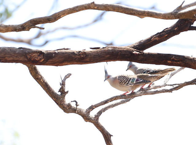 Crested pigeons.