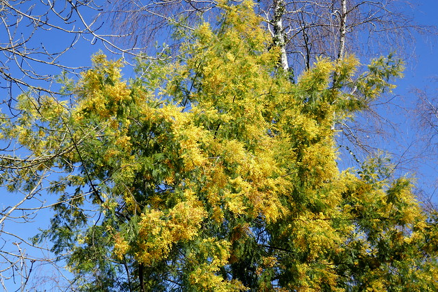 Au jardin, mimosa des fleuristes (Acacia dealbata), Bosdarros, Béarn, Pyrénées Atlantiques, Nouvelle-Aquitaine, France.