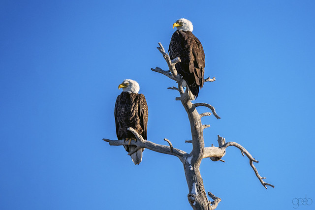 Eagles at Willow Lake