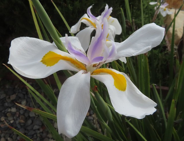 iris flowers (one in front, one in back)