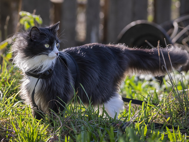 Backyard tales of cat tails.