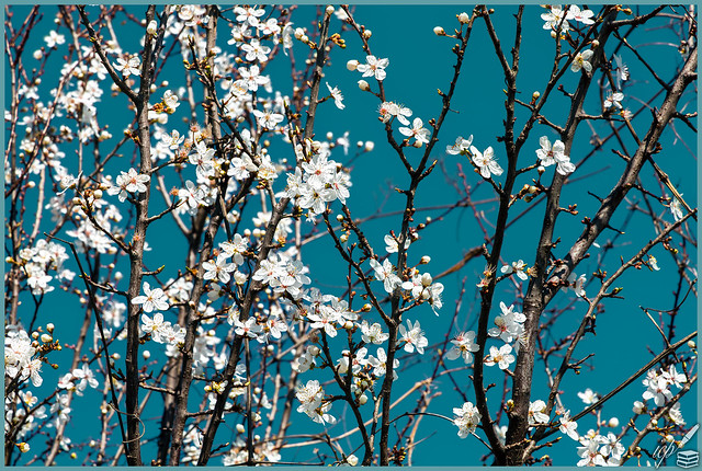 Almond Blossom beneath Meteora, Greece № 5