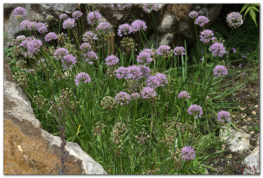 Allium palentinum Losa & P Monts