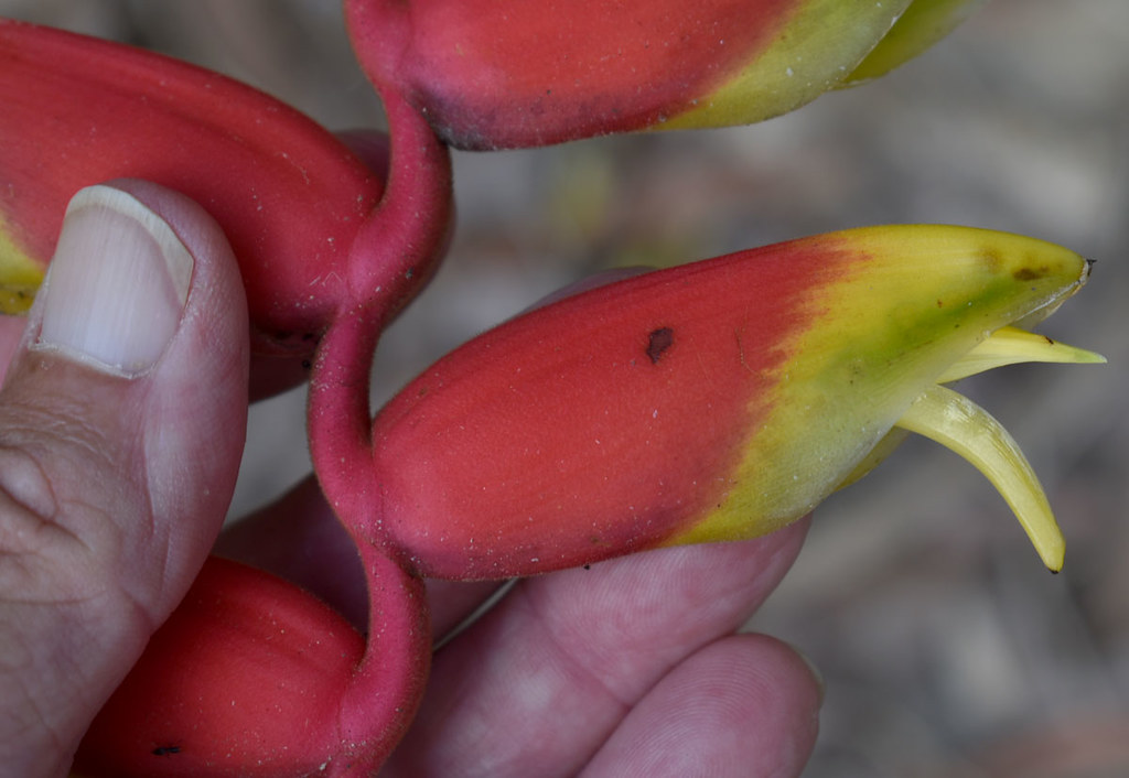 Heliconia rostrata, Mackay Botanic Garden, QLD, 15/01/22