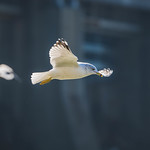Flight of the ring-billed gull 