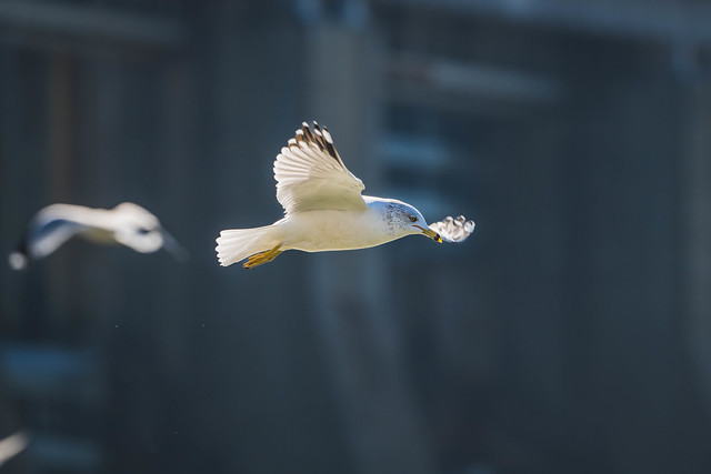 Flight of the ring-billed gull