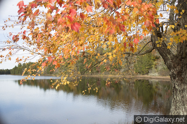 Autumn Lakeside Scene
