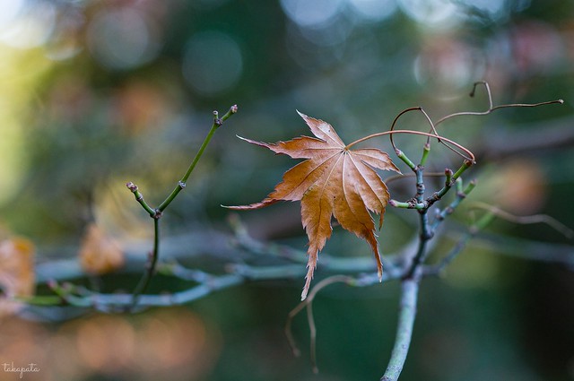 Withered leaves
