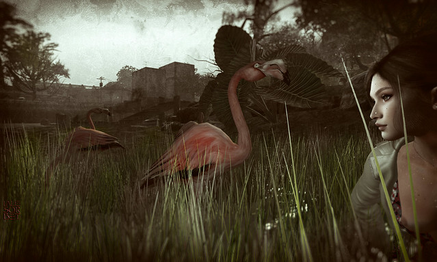 --------The Flamingos - I Only Have Eyes For You---------February Ravenport photo contest Lalie Sorbet SL