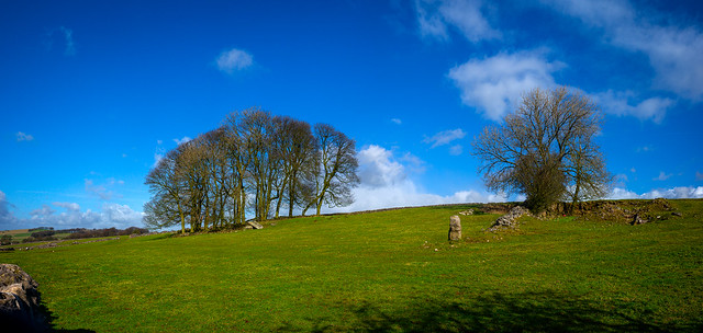 Copse and Standing Stone along Cardlemere Lane