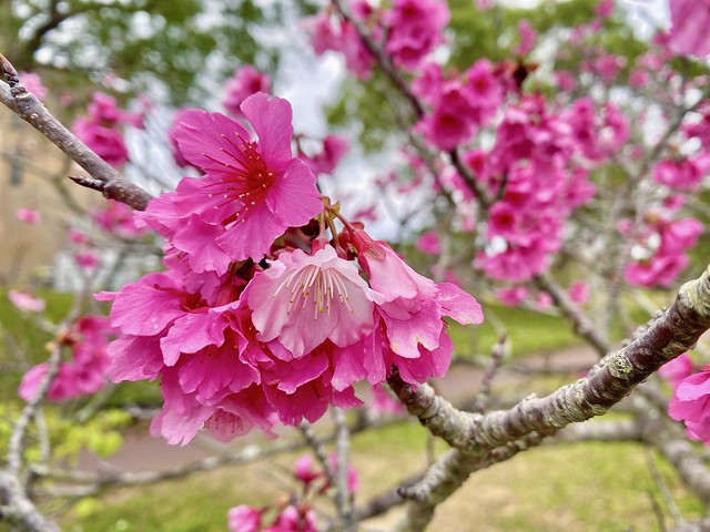 The blossoms are blooming!