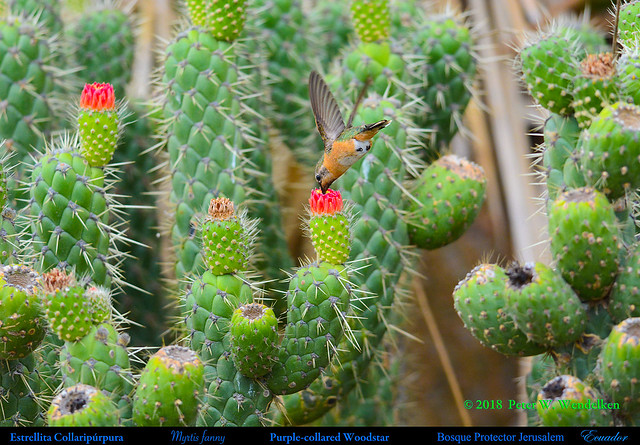 PURPLE-COLLARED WOODSTAR Myrtis fanny Drinking Nectar at Cactus Flowers in Northern ECUADOR. Hummingbird Photo by Peter Wendelken.