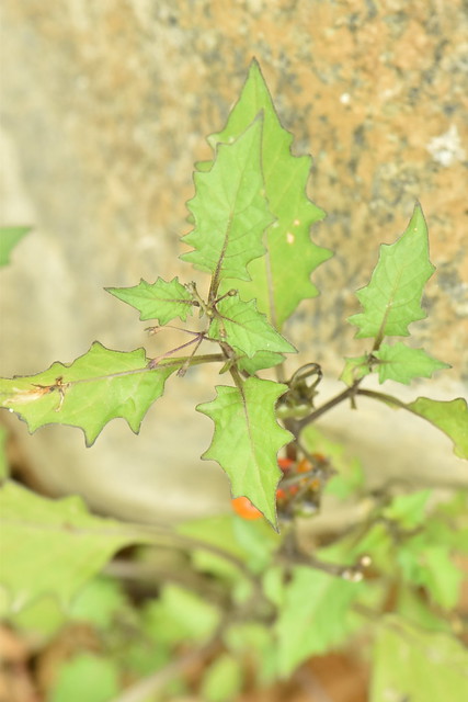 Solanum villosum 22-02-26 02
