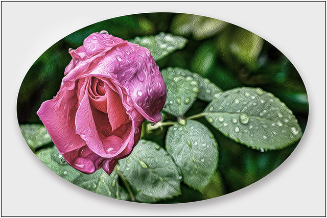 Wet Red Rose