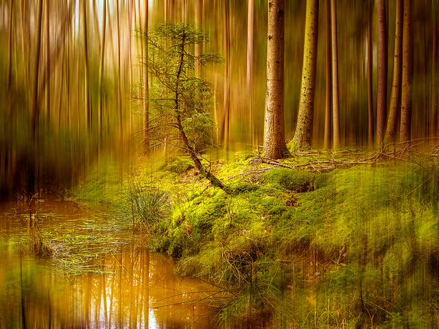 Märchenwald, Fairytale forest