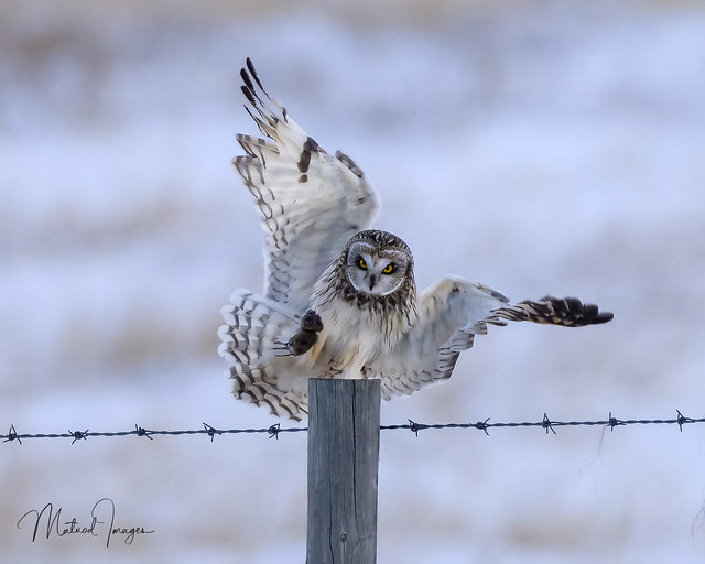 Short-eared Owl with catch