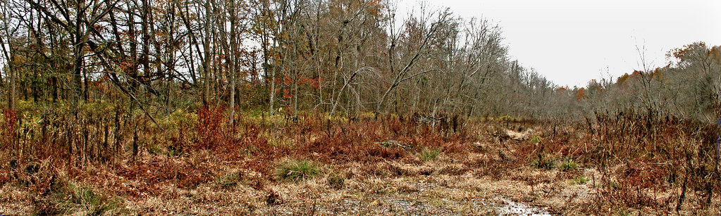 Wehadkee soilscape; Johnston County, North Carolina