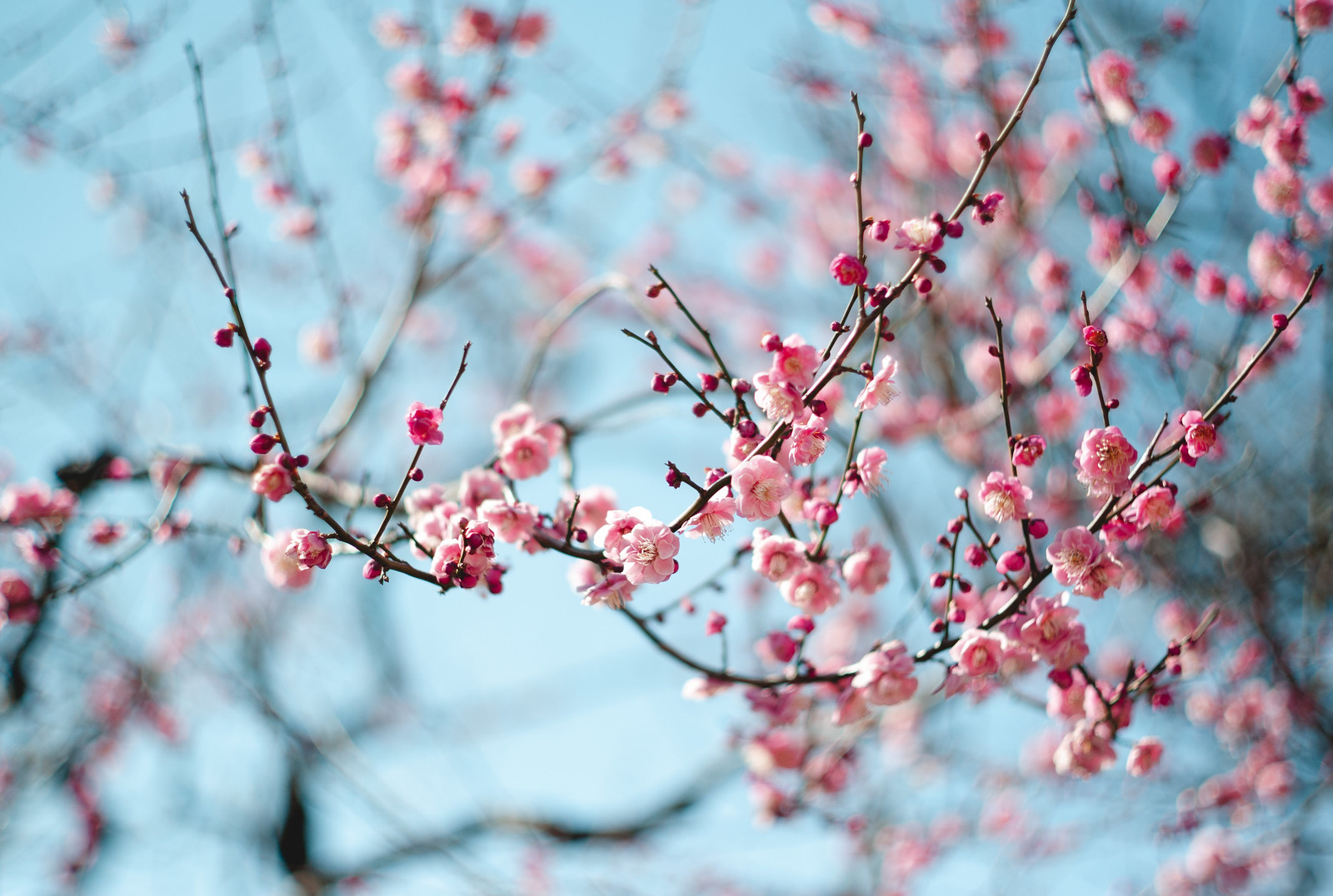 plum blossoms