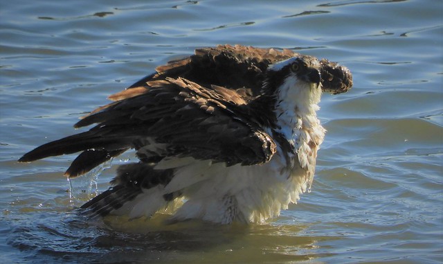 On Osprey having a Birdbath!