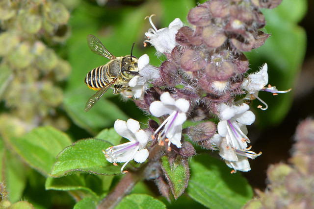 Native Bees in garden