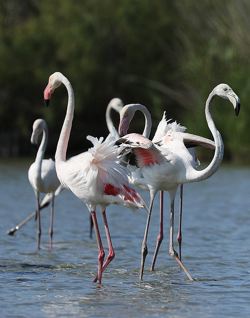 Flamingos - Camargue - South of France