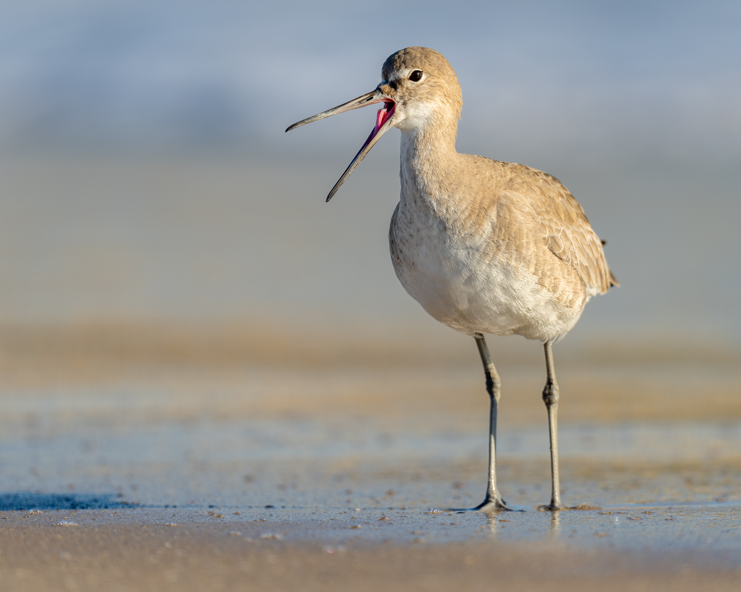 Willet on the beach