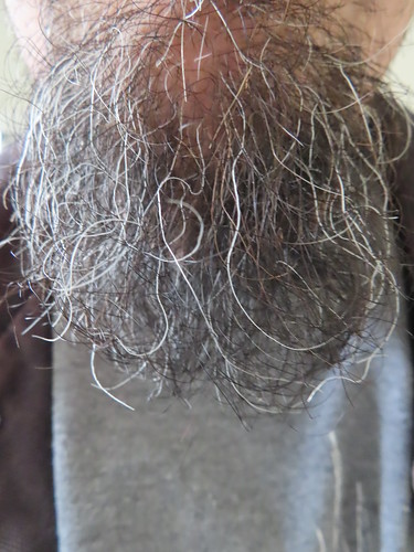 Grey Beard